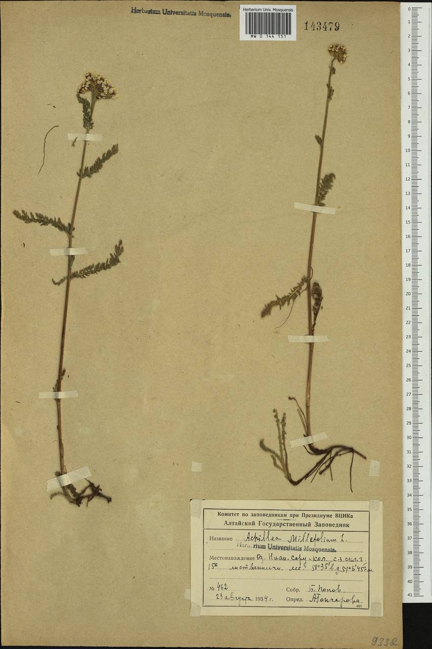 Achillea millefolium L., Siberia, Altai & Sayany Mountains (S2) (Russia)