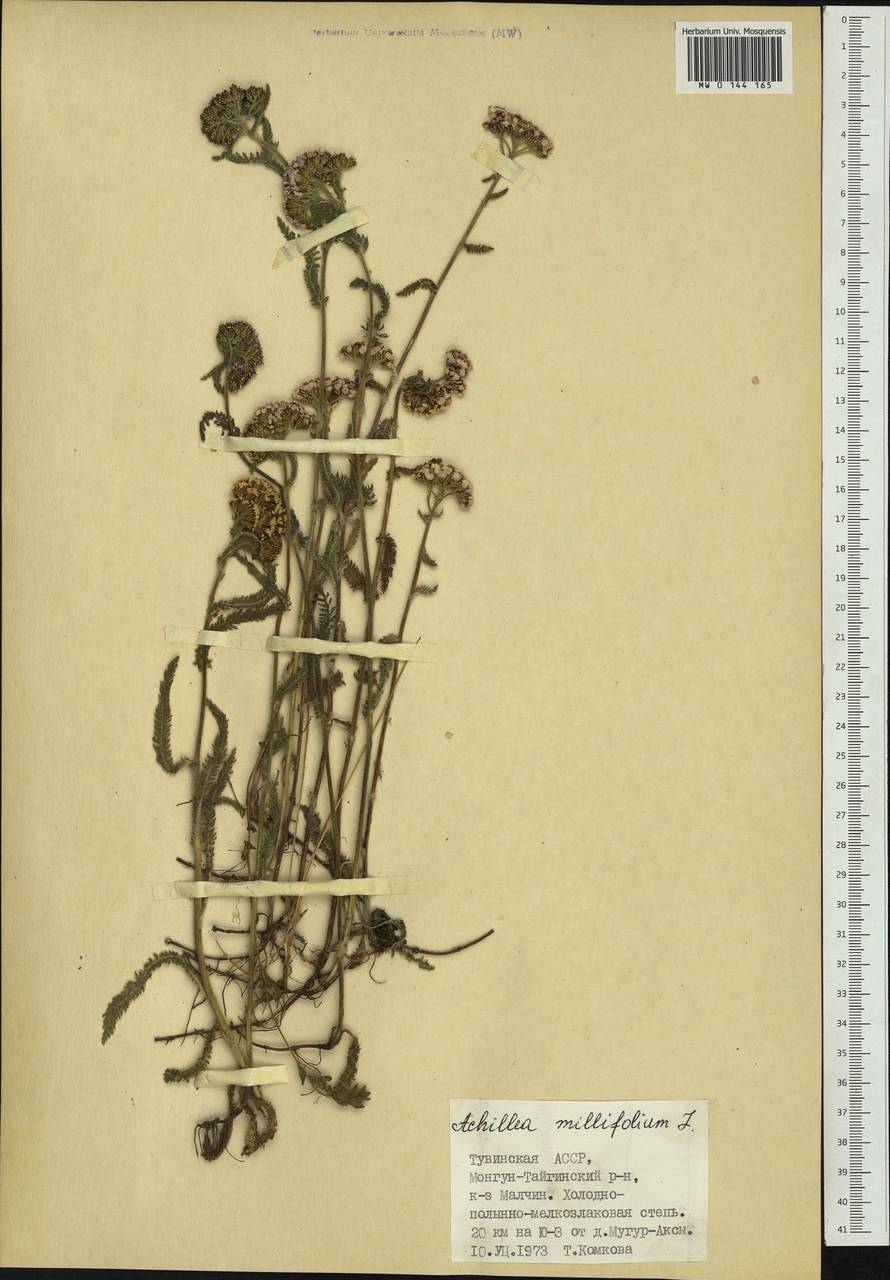 Achillea millefolium L., Siberia, Altai & Sayany Mountains (S2) (Russia)