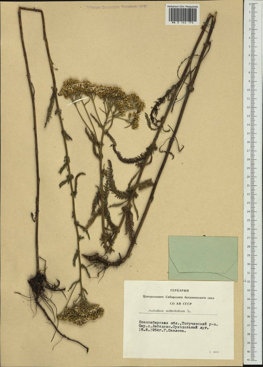 Achillea millefolium L., Siberia, Western Siberia (S1) (Russia)