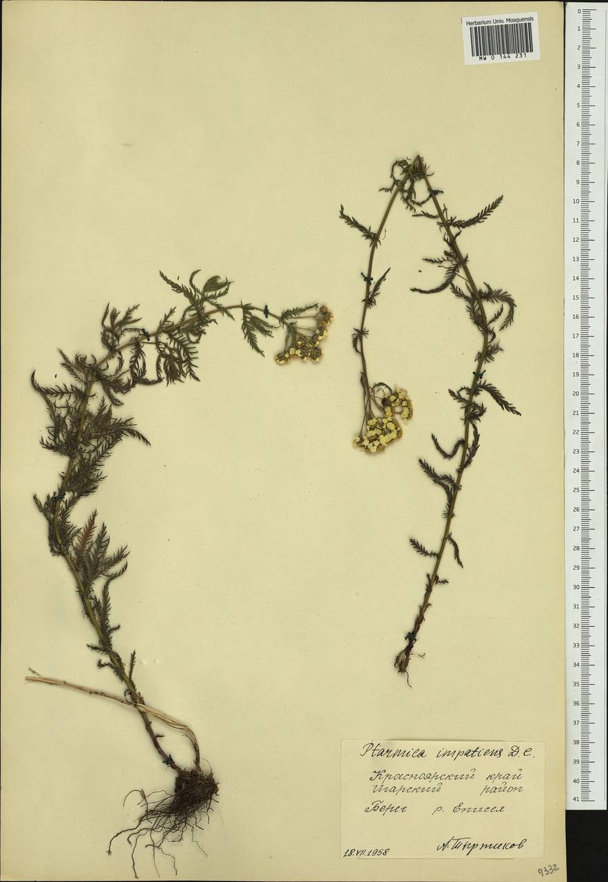 Achillea impatiens L., Siberia, Central Siberia (S3) (Russia)