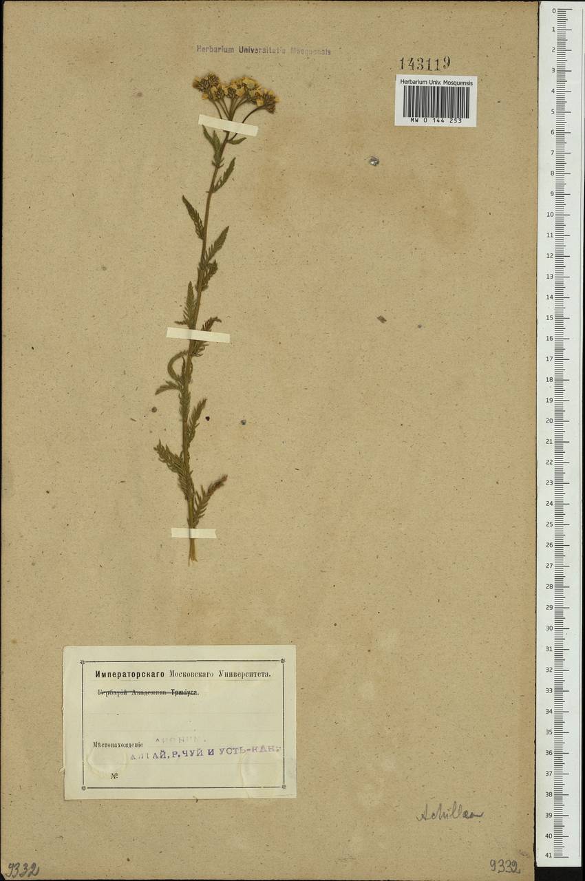 Achillea impatiens L., Siberia, Altai & Sayany Mountains (S2) (Russia)