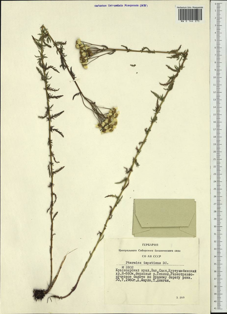 Achillea impatiens L., Siberia, Altai & Sayany Mountains (S2) (Russia)