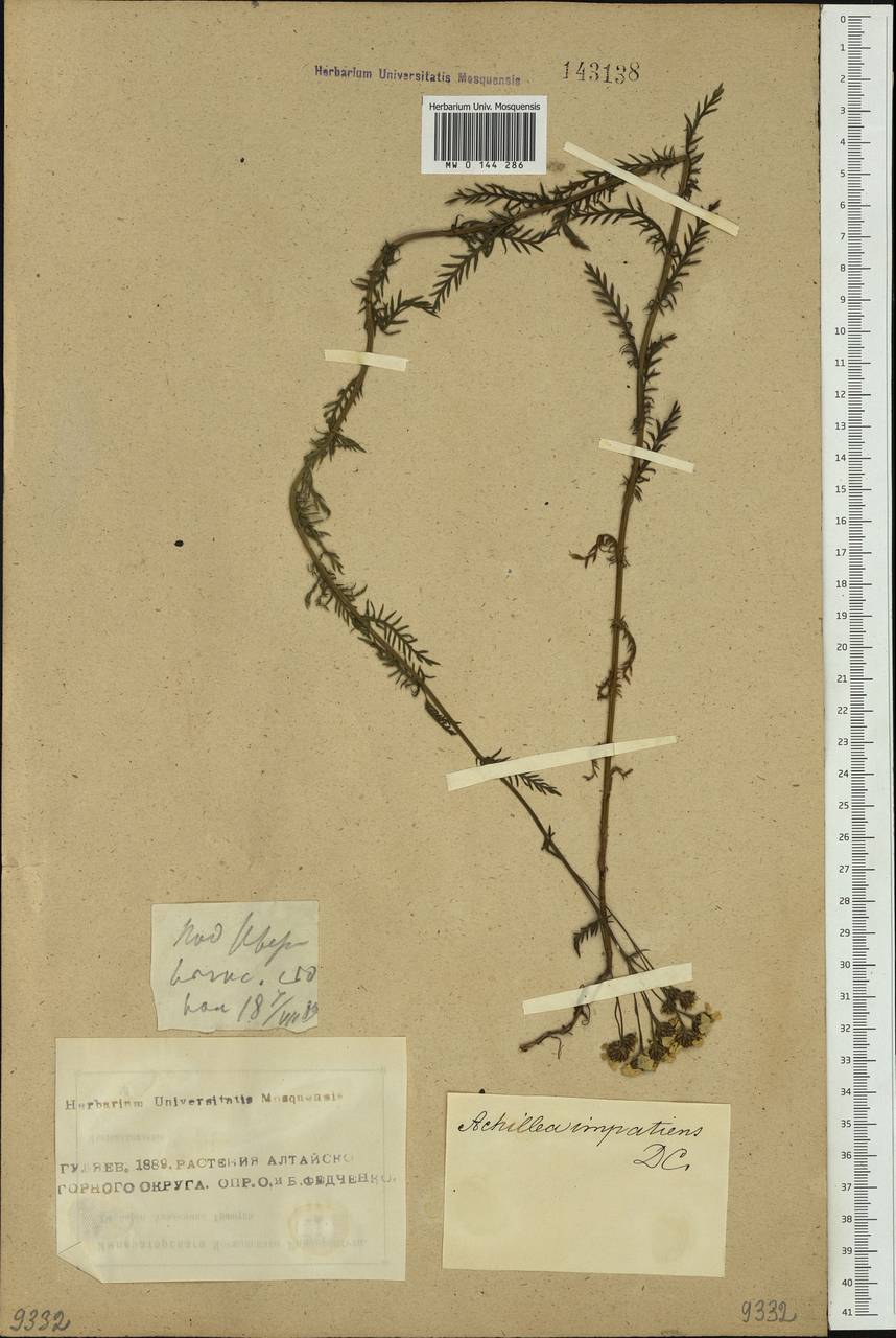 Achillea impatiens L., Siberia, Altai & Sayany Mountains (S2) (Russia)