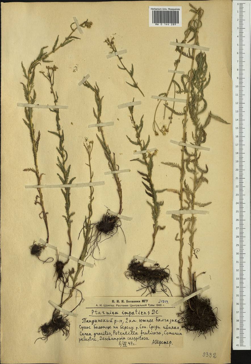 Achillea impatiens L., Siberia, Altai & Sayany Mountains (S2) (Russia)