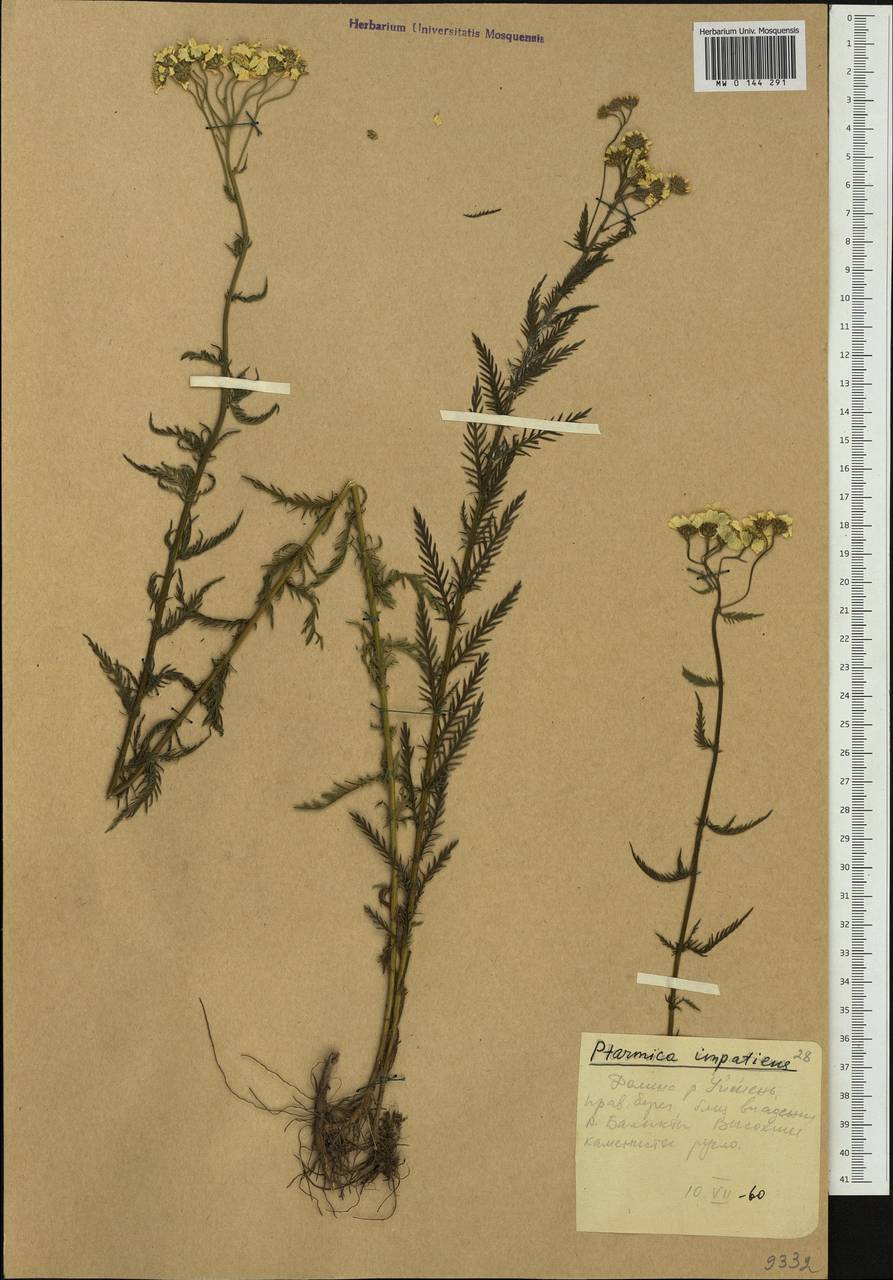 Achillea impatiens L., Siberia, Altai & Sayany Mountains (S2) (Russia)