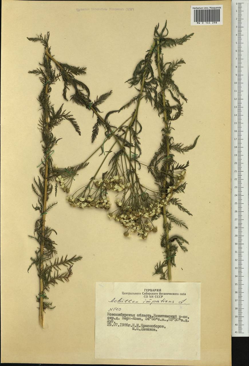 Achillea impatiens L., Siberia, Western Siberia (S1) (Russia)