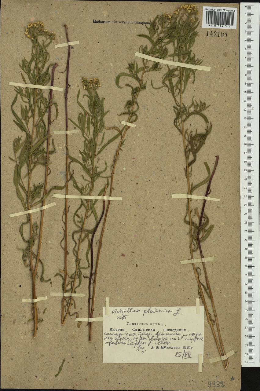 Achillea salicifolia subsp. salicifolia, Siberia, Yakutia (S5) (Russia)