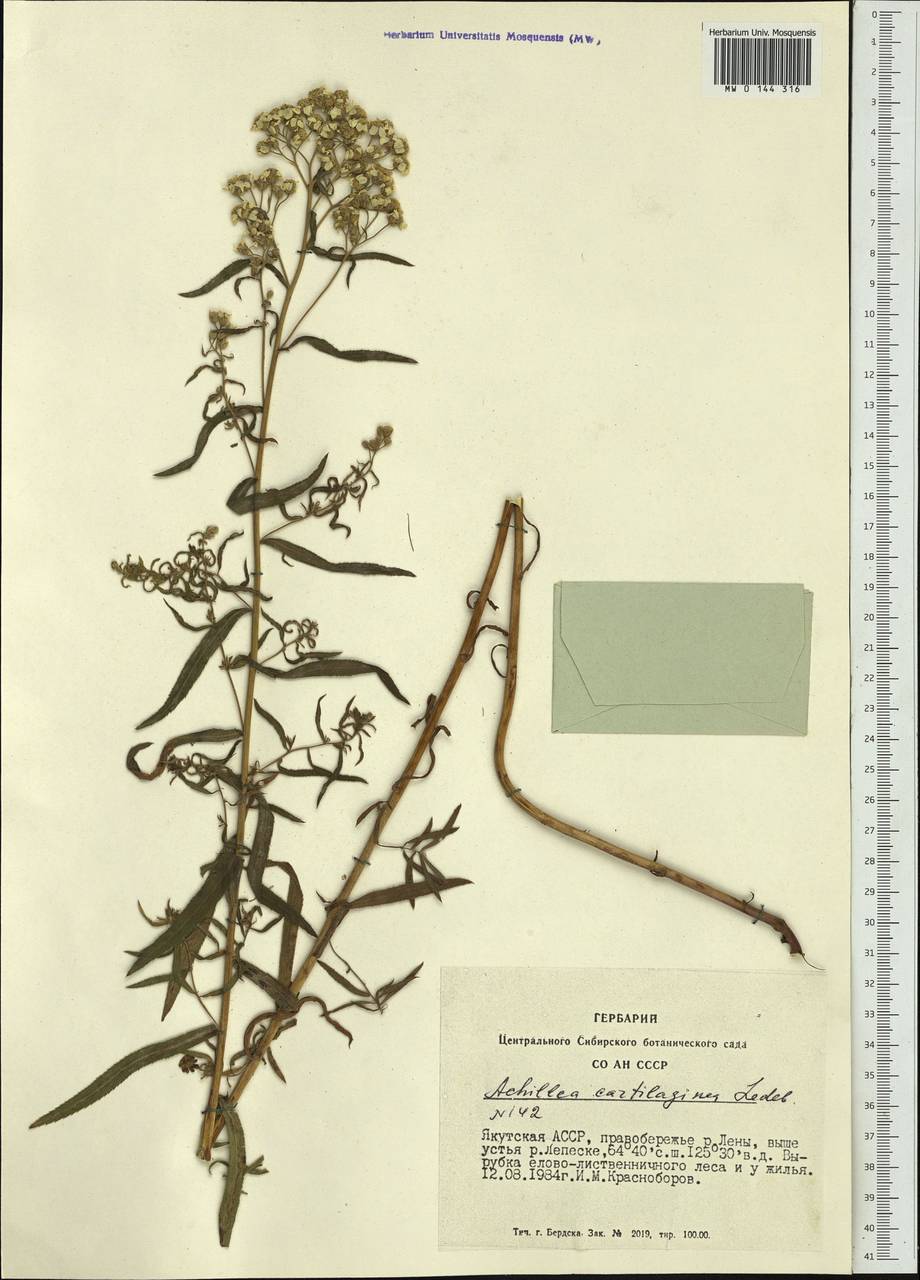Achillea salicifolia subsp. salicifolia, Siberia, Yakutia (S5) (Russia)