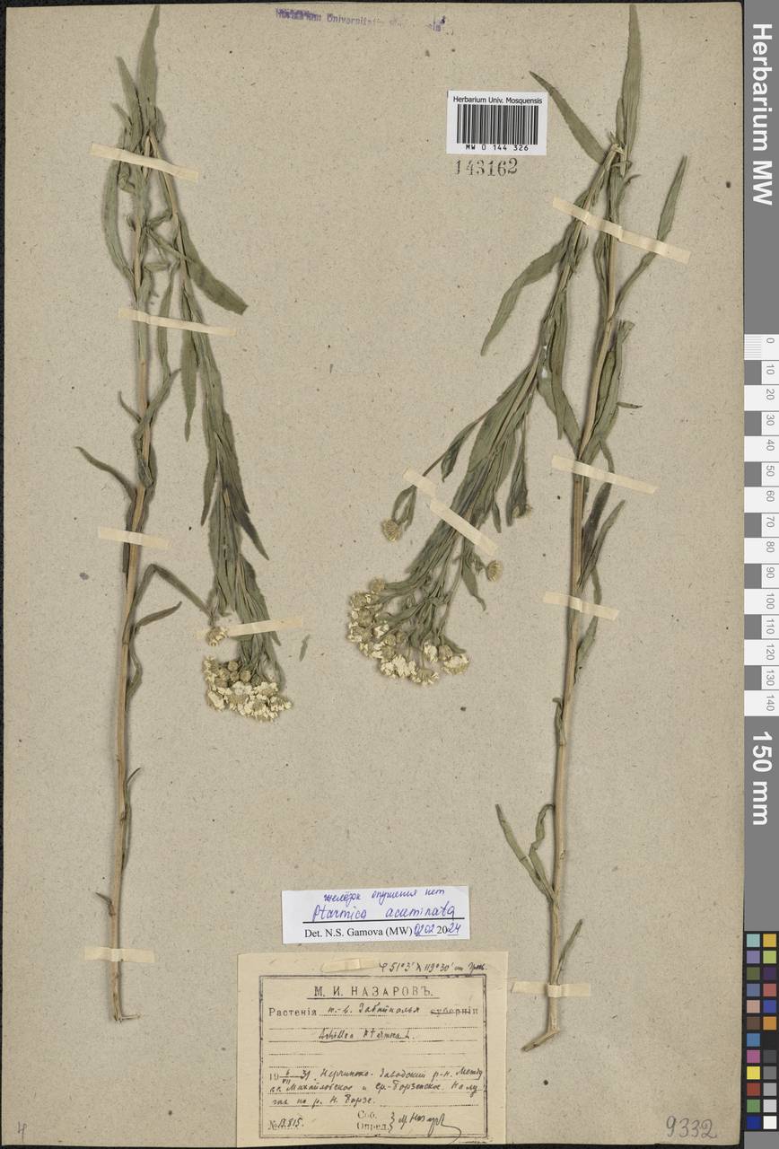 Achillea acuminata (Ledeb.) Sch. Bip., Siberia, Baikal & Transbaikal region (S4) (Russia)