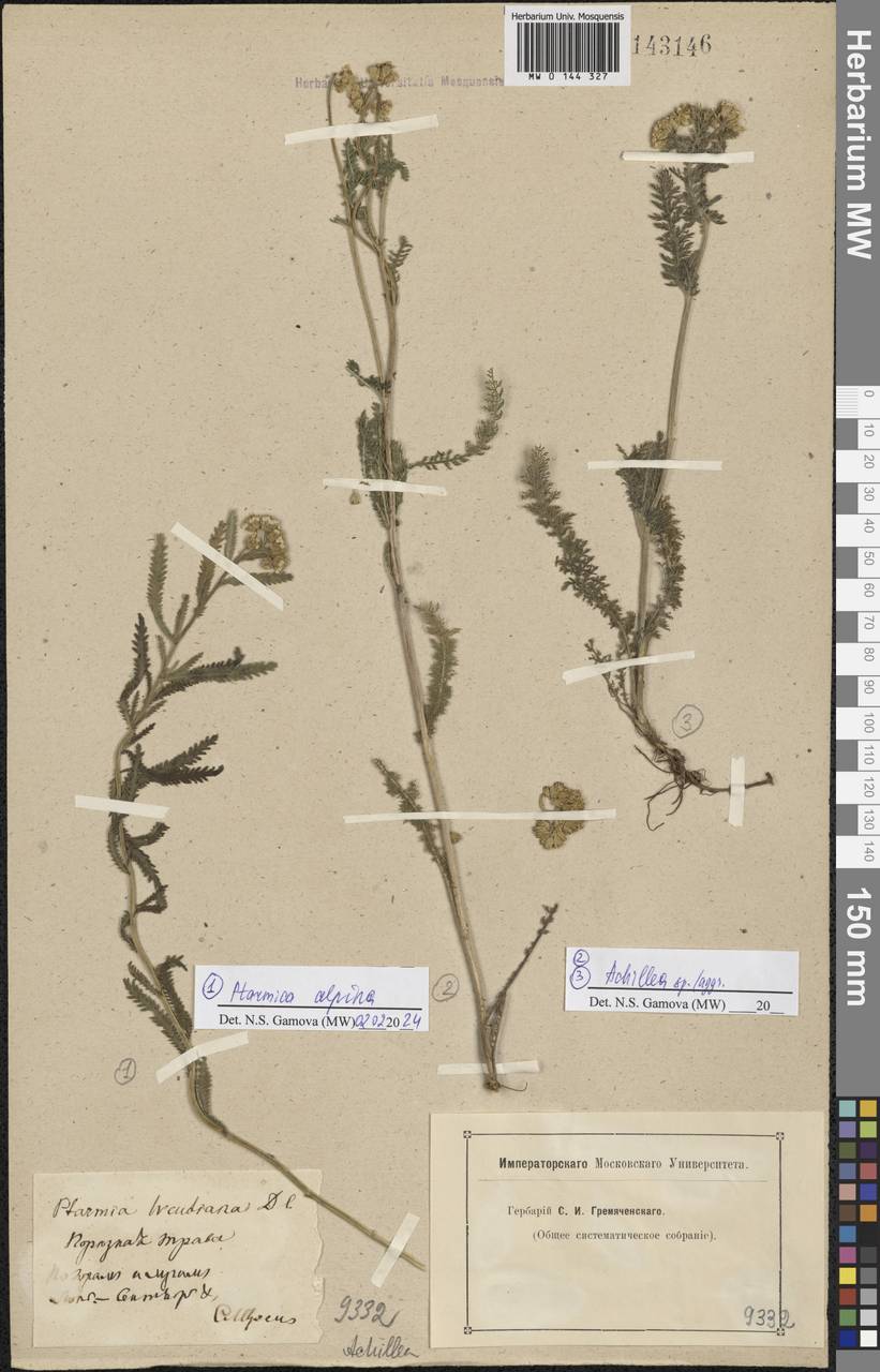 Achillea alpina subsp. alpina, Siberia, Baikal & Transbaikal region (S4) (Russia)