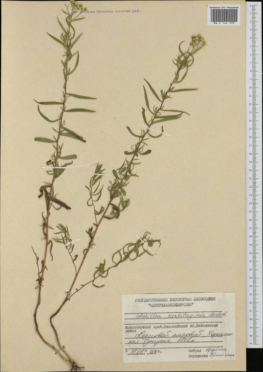 Achillea salicifolia subsp. salicifolia, Siberia, Central Siberia (S3) (Russia)