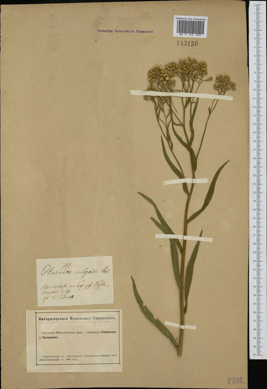 Achillea salicifolia subsp. salicifolia, Siberia, Altai & Sayany Mountains (S2) (Russia)