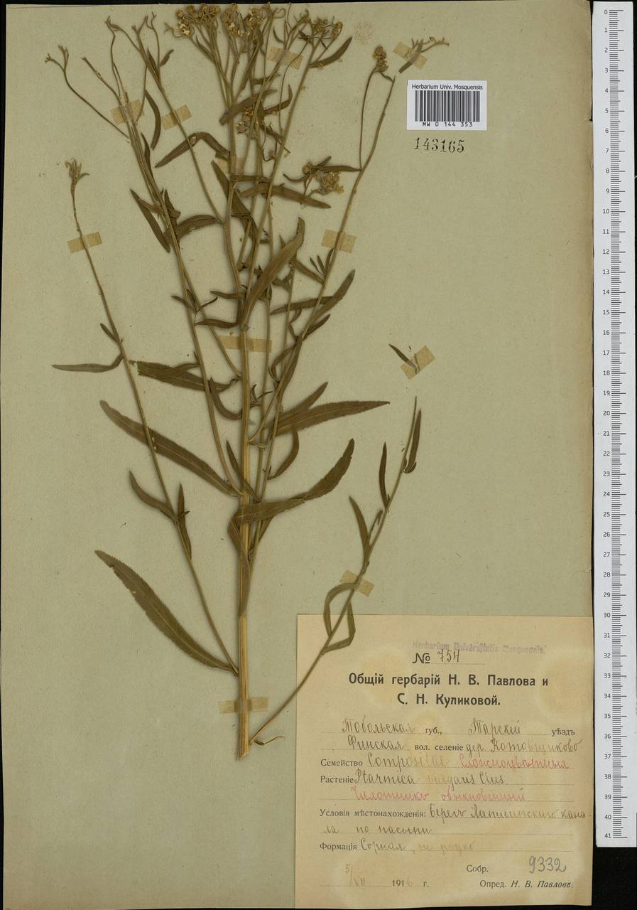 Achillea salicifolia subsp. salicifolia, Siberia, Western Siberia (S1) (Russia)