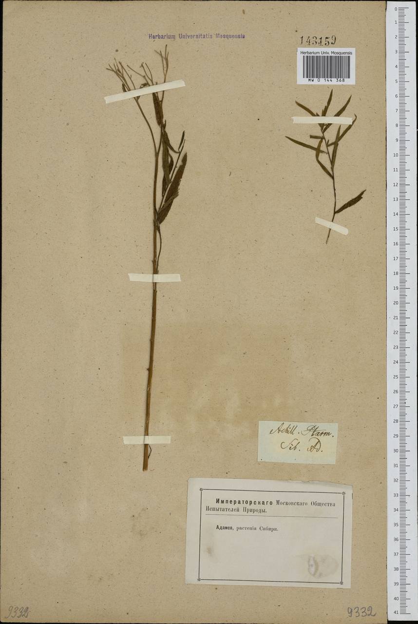 Achillea salicifolia subsp. salicifolia, Siberia (no precise locality) (S0) (Russia)