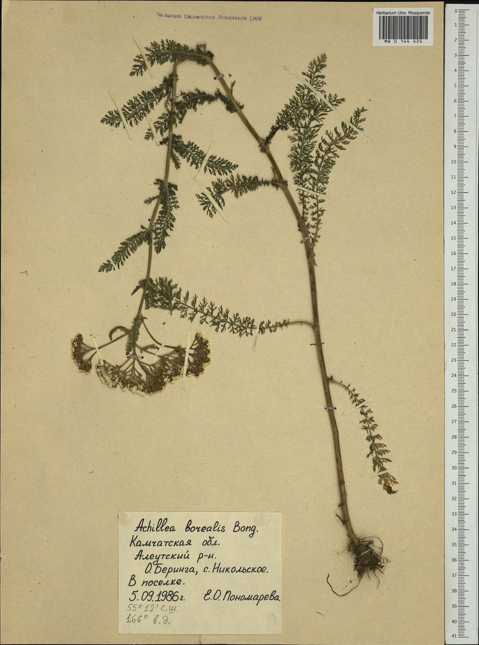 Achillea millefolium var. borealis (Bong.) Farw., Siberia, Chukotka & Kamchatka (S7) (Russia)