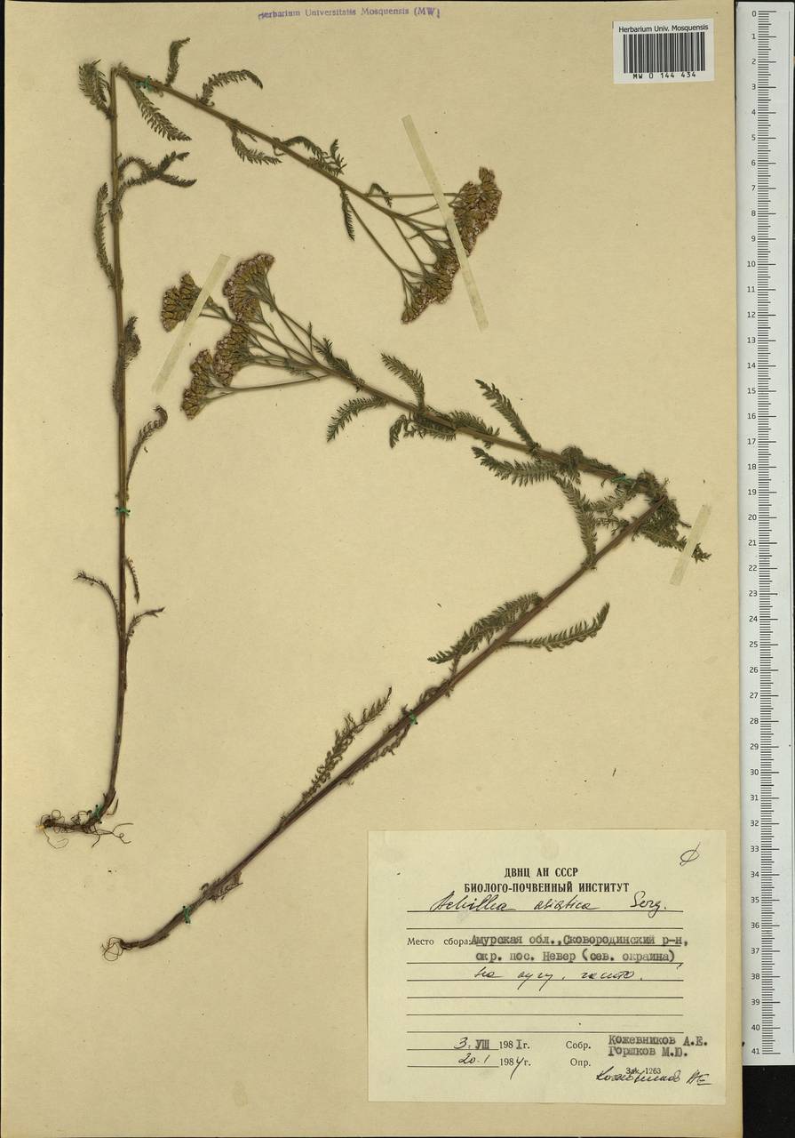 Achillea asiatica Serg., Siberia, Russian Far East (S6) (Russia)