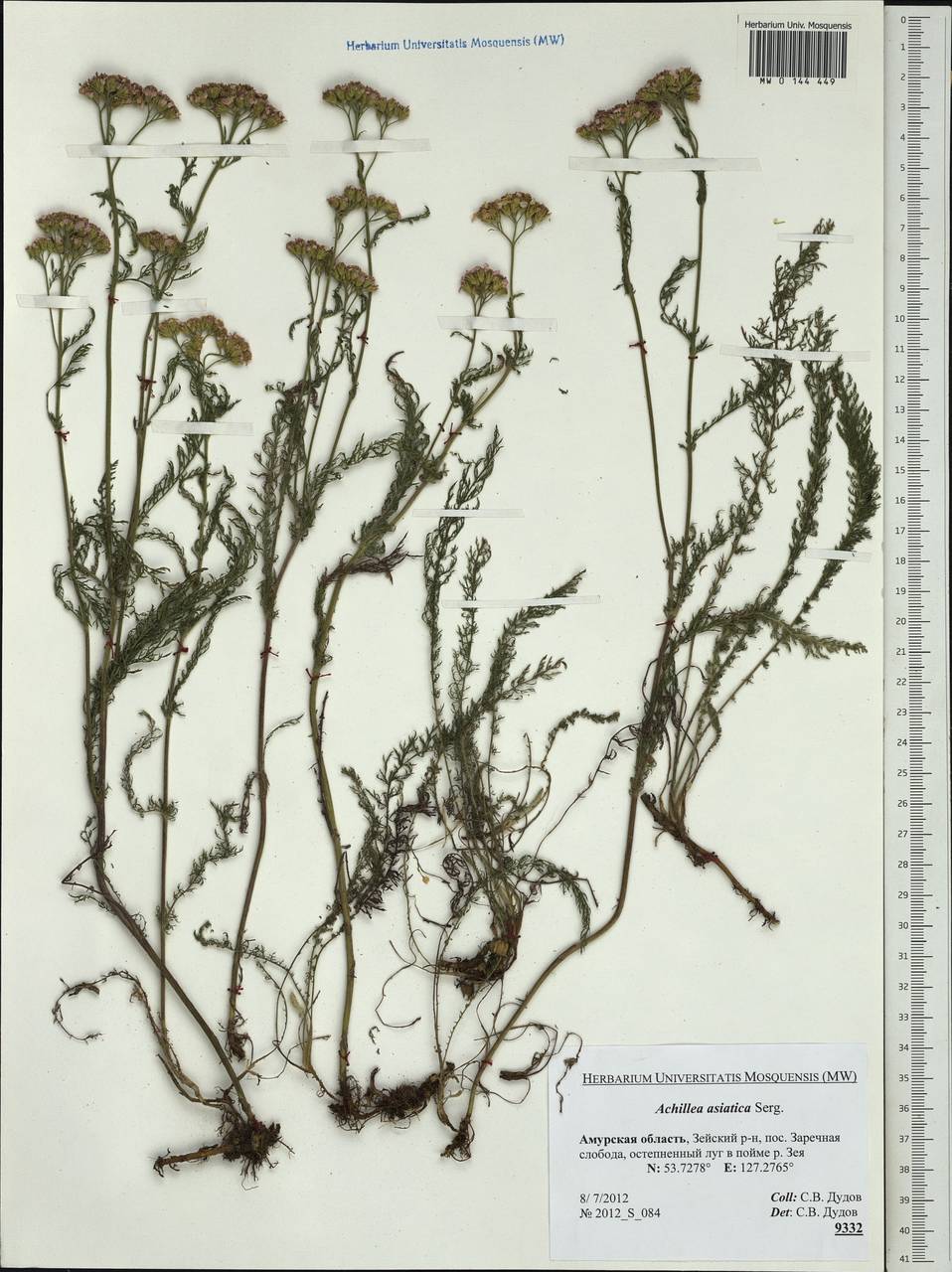 Achillea asiatica Serg., Siberia, Russian Far East (S6) (Russia)