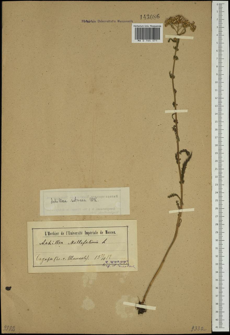 Achillea asiatica Serg., Siberia, Baikal & Transbaikal region (S4) (Russia)