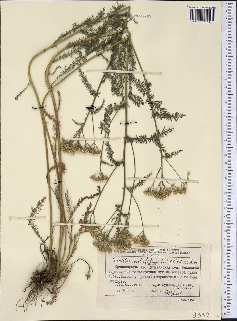 Achillea asiatica Serg., Siberia, Central Siberia (S3) (Russia)