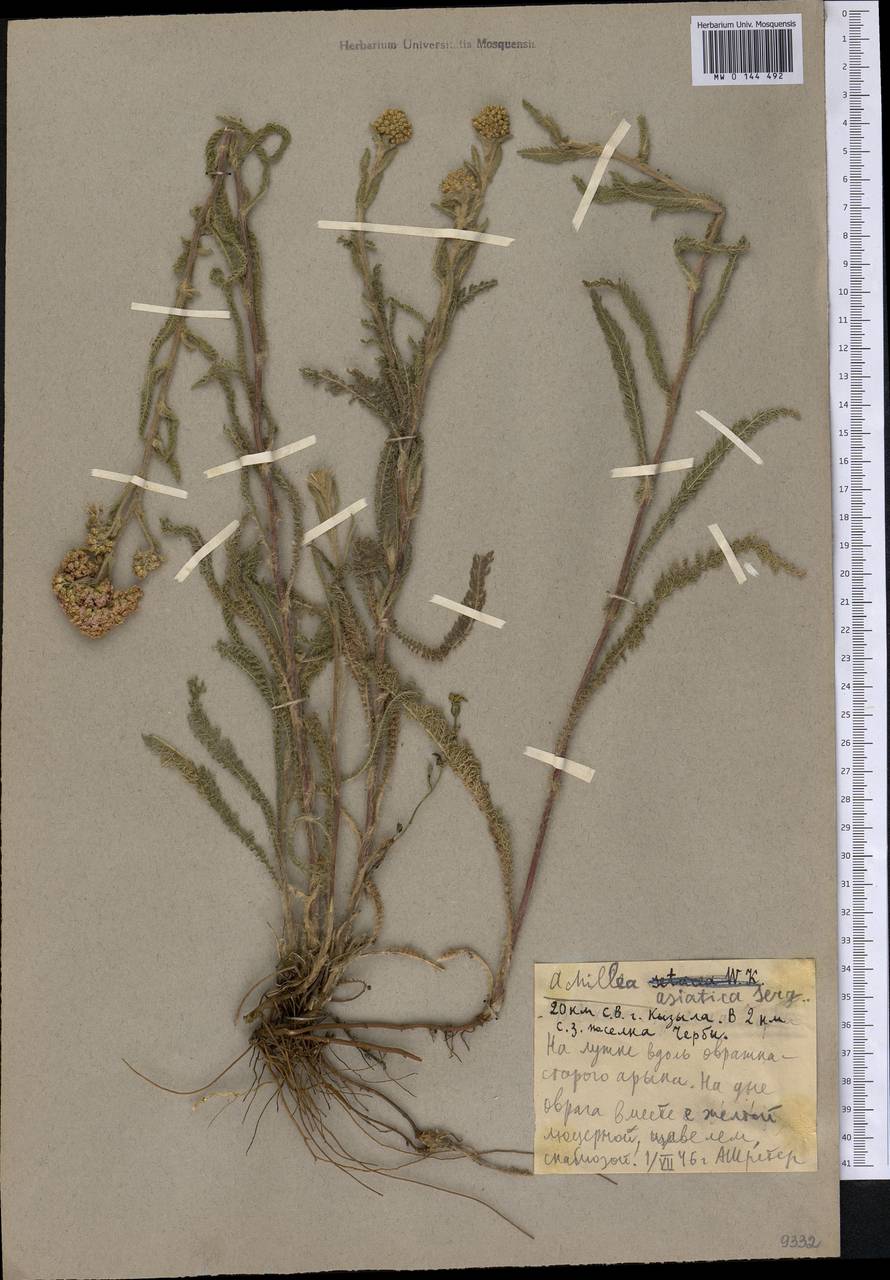 Achillea asiatica Serg., Siberia, Altai & Sayany Mountains (S2) (Russia)