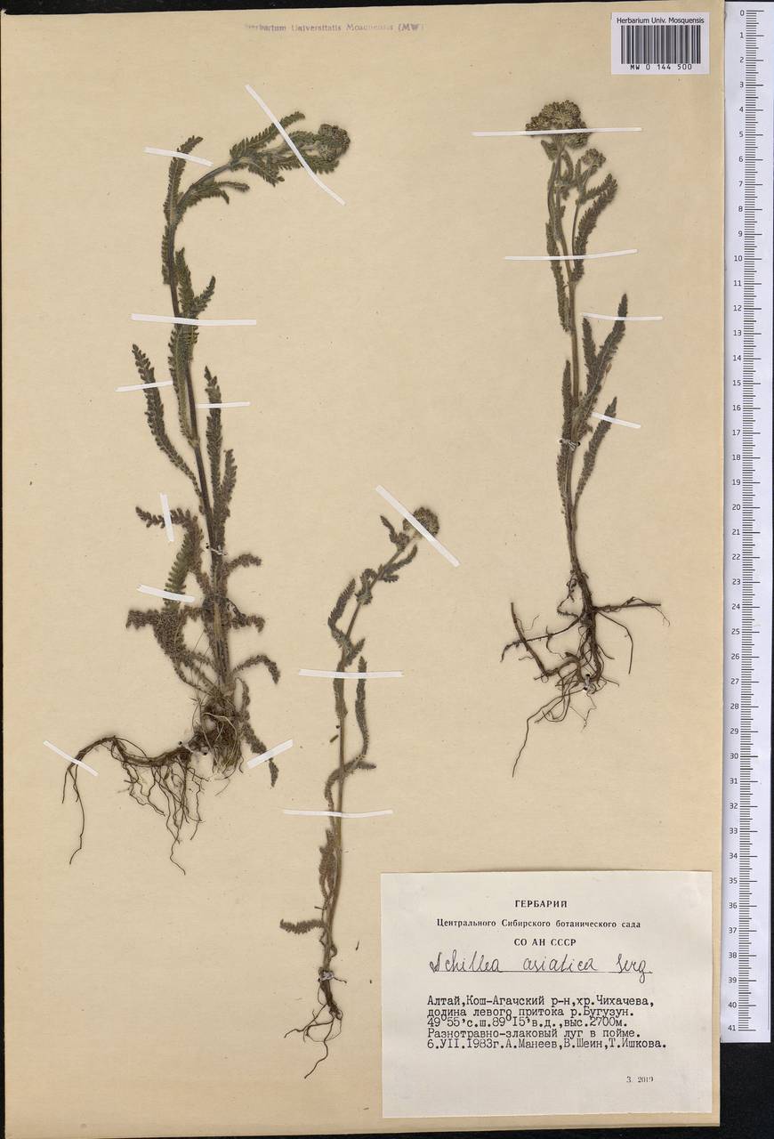 Achillea asiatica Serg., Siberia, Altai & Sayany Mountains (S2) (Russia)