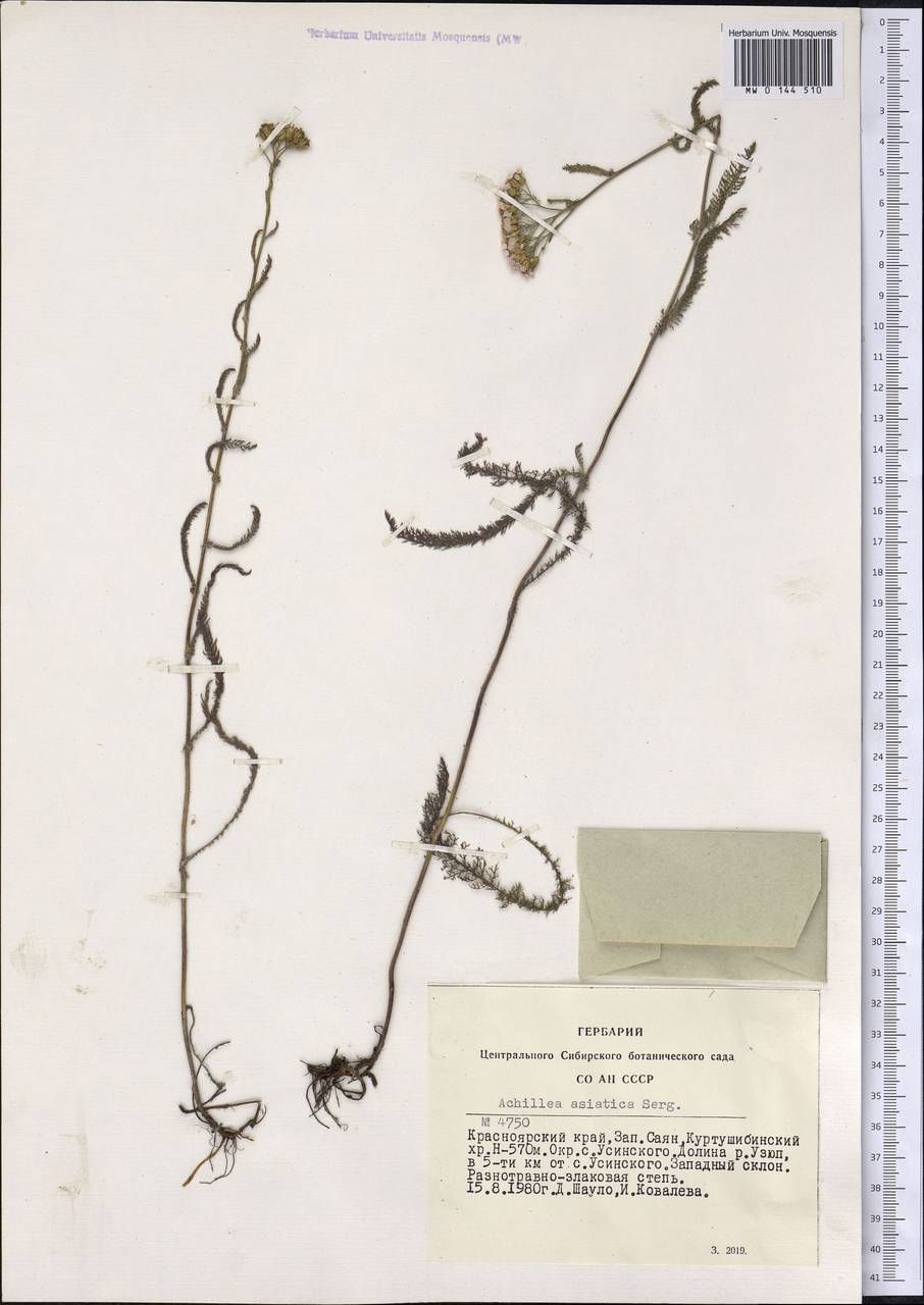 Achillea asiatica Serg., Siberia, Altai & Sayany Mountains (S2) (Russia)