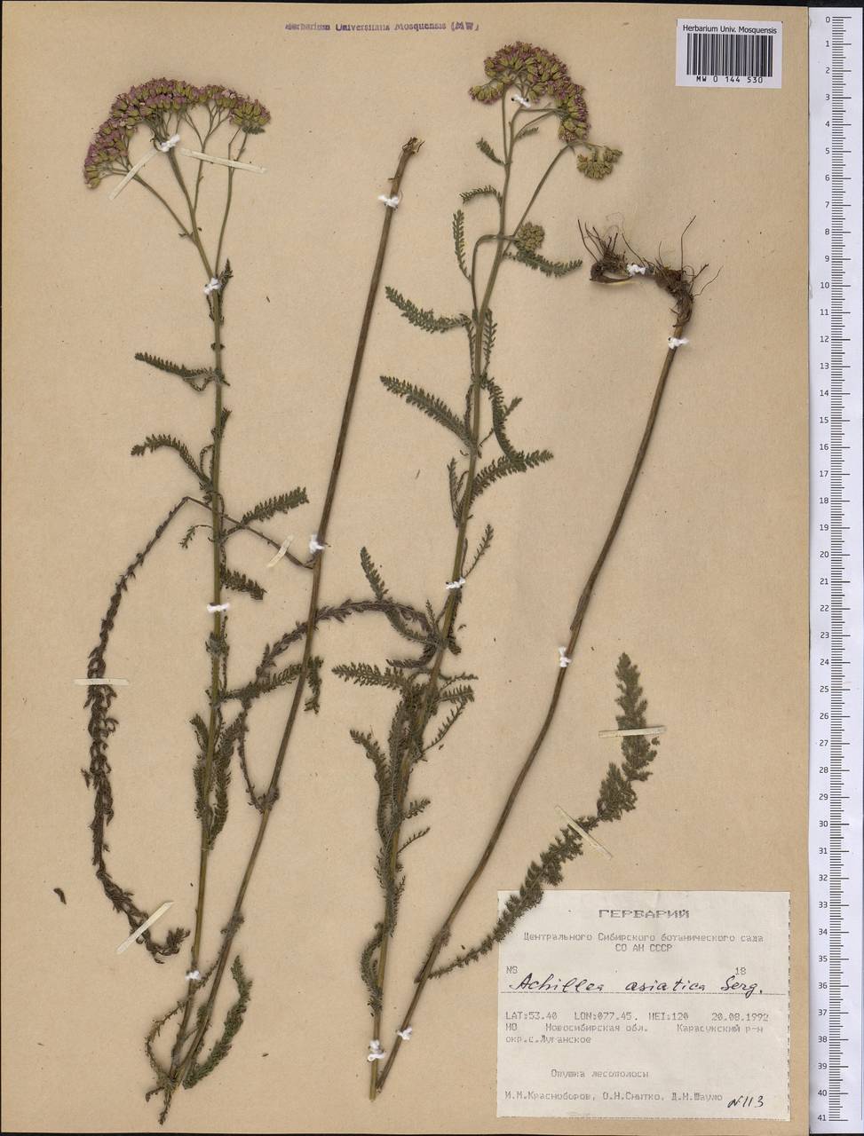 Achillea asiatica Serg., Siberia, Western Siberia (S1) (Russia)