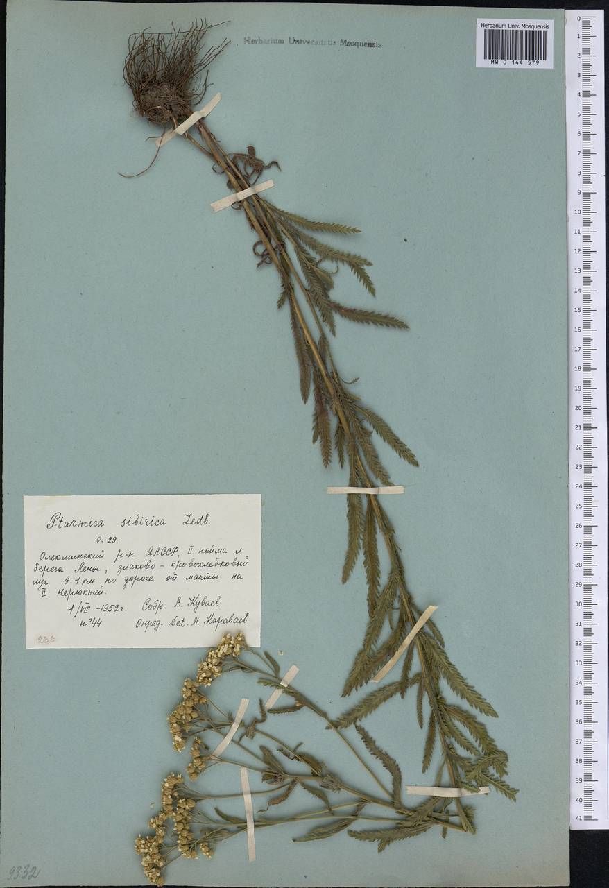 Achillea alpina subsp. alpina, Siberia, Yakutia (S5) (Russia)