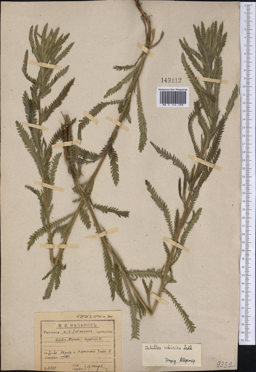 Achillea alpina subsp. alpina, Siberia, Baikal & Transbaikal region (S4) (Russia)