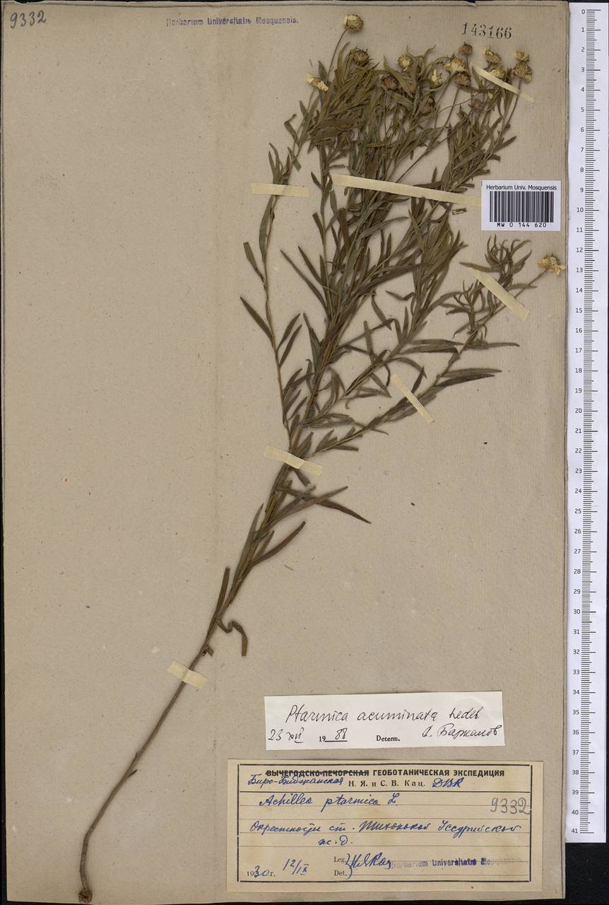 Achillea acuminata (Ledeb.) Sch. Bip., Siberia, Russian Far East (S6) (Russia)