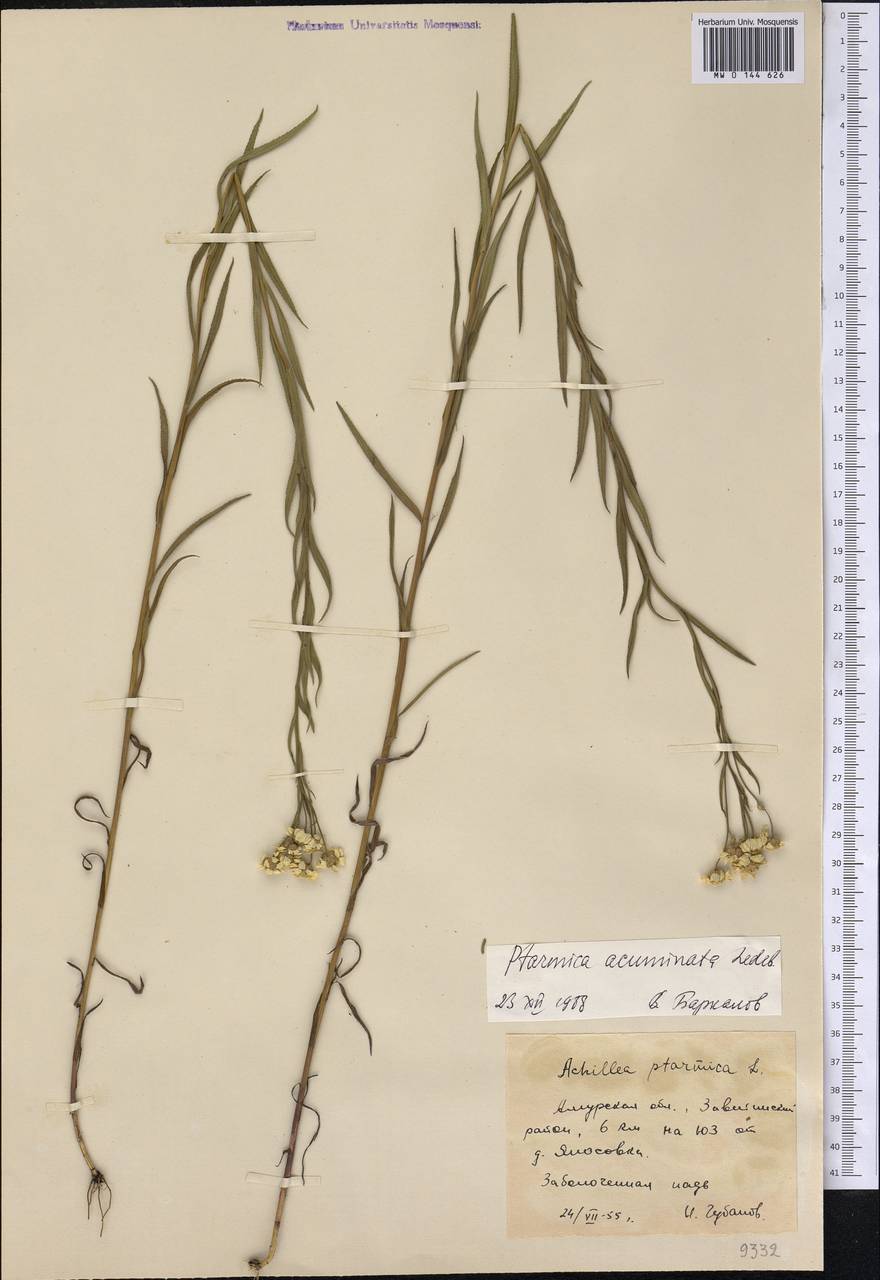 Achillea acuminata (Ledeb.) Sch. Bip., Siberia, Russian Far East (S6) (Russia)