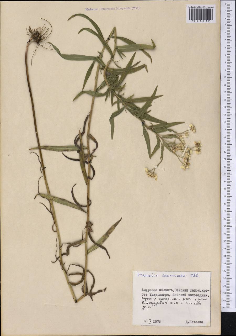 Achillea acuminata (Ledeb.) Sch. Bip., Siberia, Russian Far East (S6) (Russia)