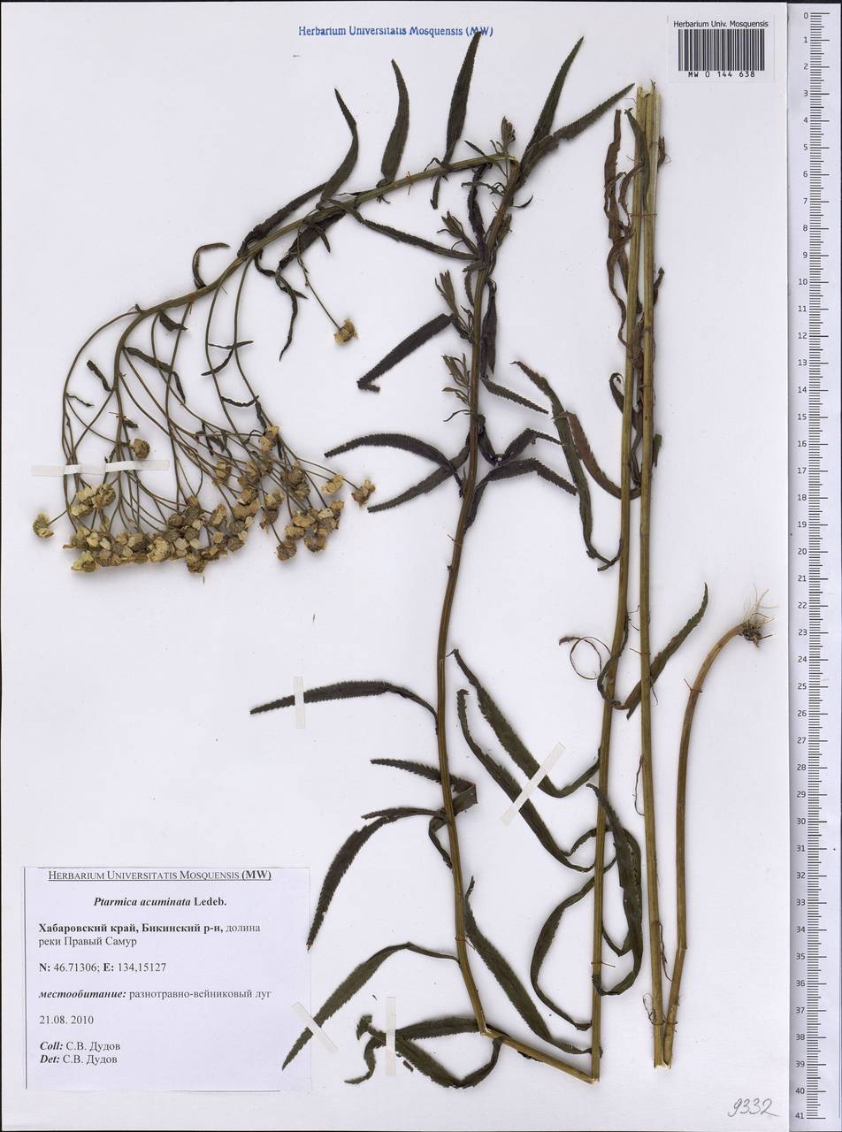 Achillea acuminata (Ledeb.) Sch. Bip., Siberia, Russian Far East (S6) (Russia)