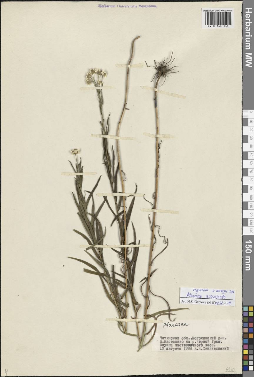 Achillea acuminata (Ledeb.) Sch. Bip., Siberia, Baikal & Transbaikal region (S4) (Russia)