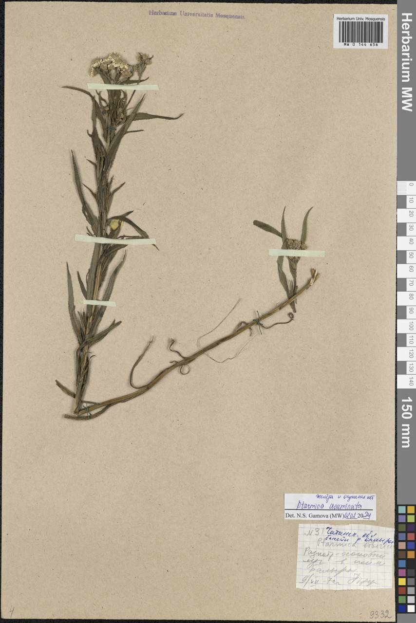 Achillea acuminata (Ledeb.) Sch. Bip., Siberia, Baikal & Transbaikal region (S4) (Russia)