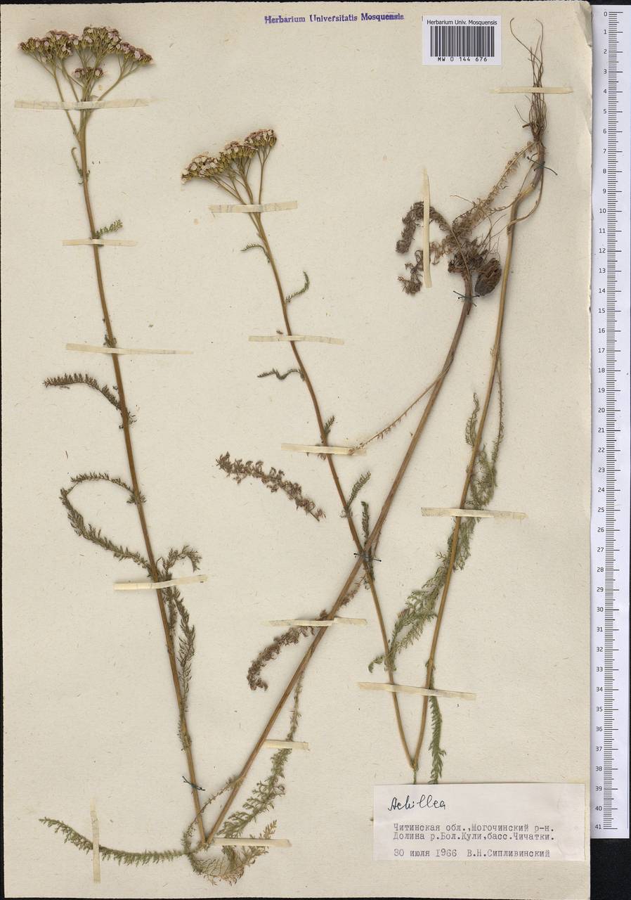 Achillea, Siberia, Baikal & Transbaikal region (S4) (Russia)
