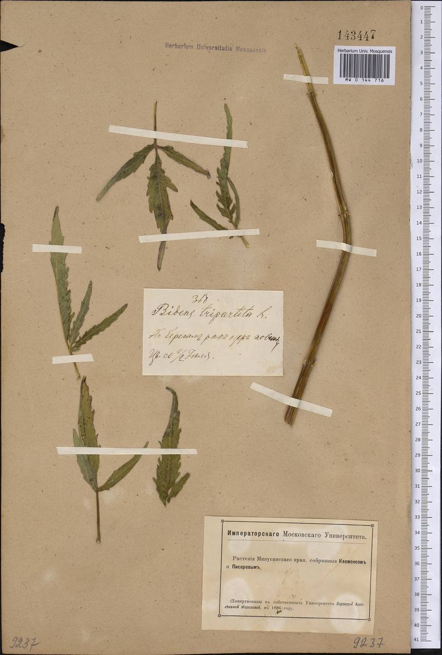 Bidens tripartita L., Siberia, Altai & Sayany Mountains (S2) (Russia)