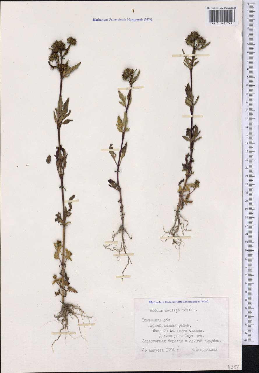 Bidens radiata Thuill., Siberia, Western Siberia (S1) (Russia)