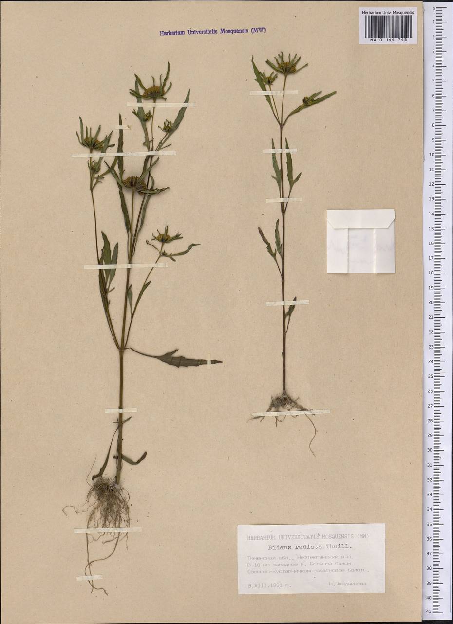 Bidens radiata Thuill., Siberia, Western Siberia (S1) (Russia)