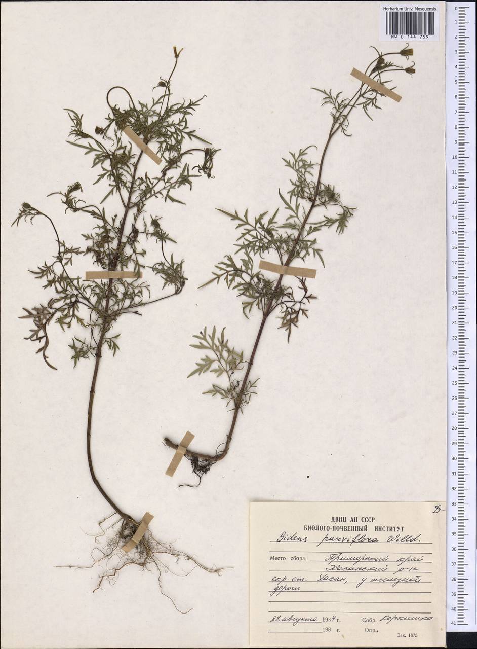 Bidens parviflora Willd., Siberia, Russian Far East (S6) (Russia)