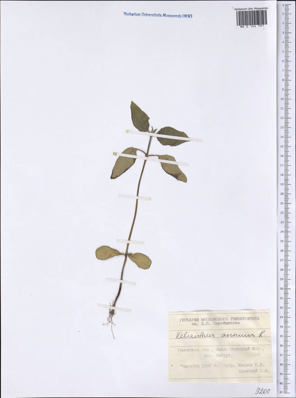 Helianthus annuus L., Siberia, Western Siberia (S1) (Russia)