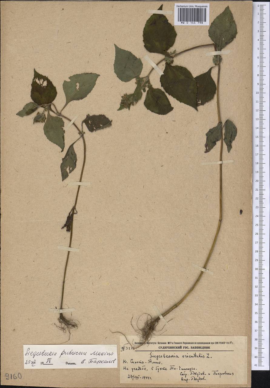 Sigesbeckia pubescens (Makino) Makino, Siberia, Russian Far East (S6) (Russia)