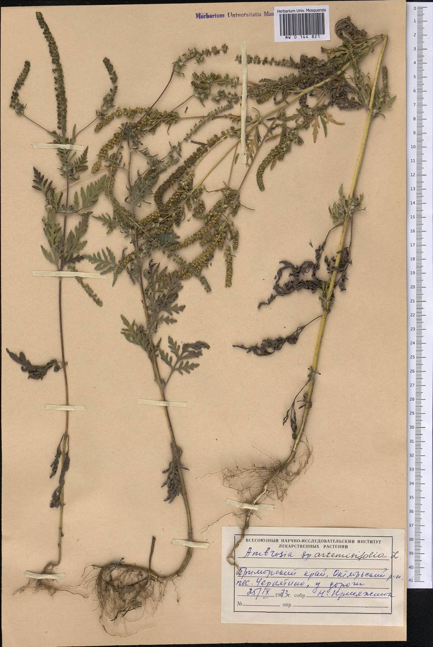 Ambrosia artemisiifolia L., Siberia, Russian Far East (S6) (Russia)