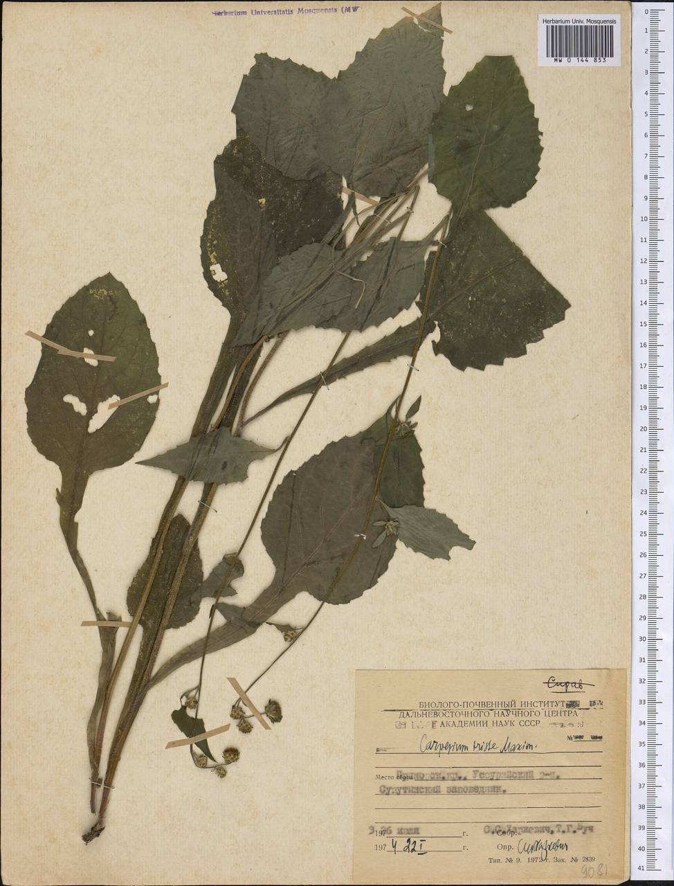 Carpesium triste Maxim., Siberia, Russian Far East (S6) (Russia)