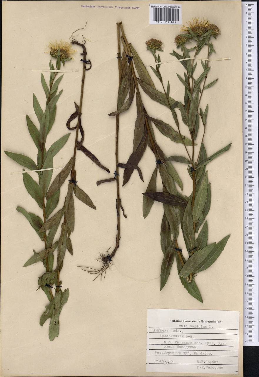 Pentanema salicinum (L.) D. Gut. Larr., Santos-Vicente, Anderb., E. Rico & M. M. Mart. Ort., Siberia, Russian Far East (S6) (Russia)