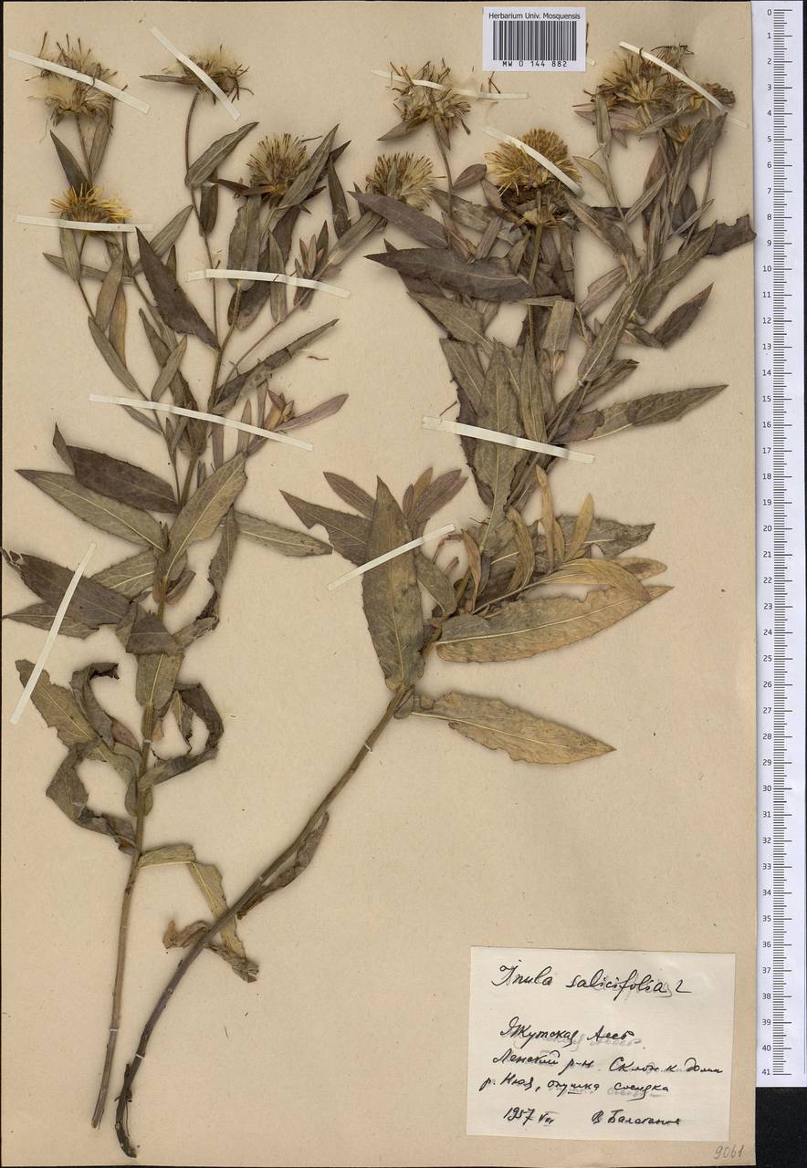 Pentanema salicinum (L.) D. Gut. Larr., Santos-Vicente, Anderb., E. Rico & M. M. Mart. Ort., Siberia, Yakutia (S5) (Russia)