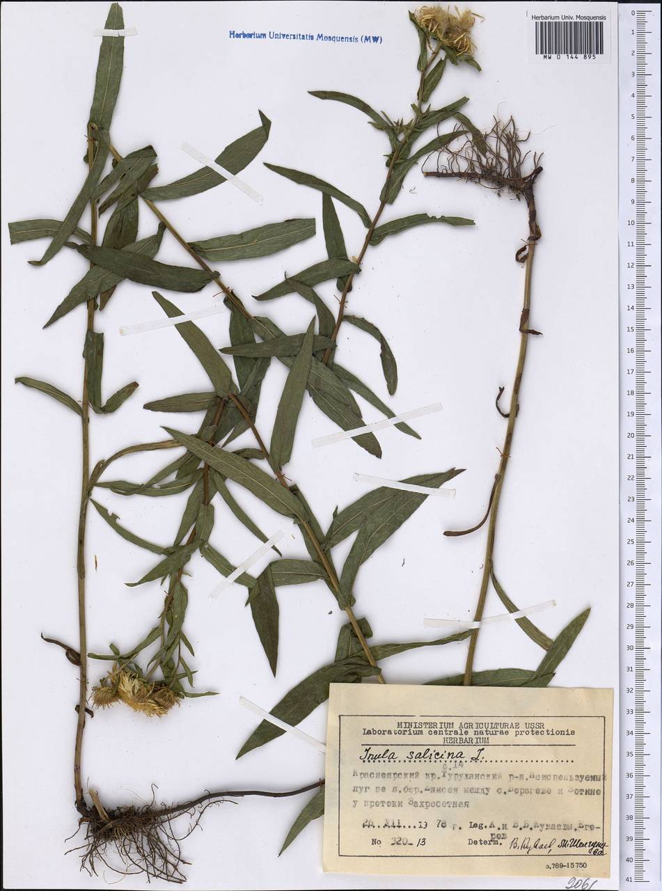 Pentanema salicinum subsp. salicinum, Siberia, Central Siberia (S3) (Russia)