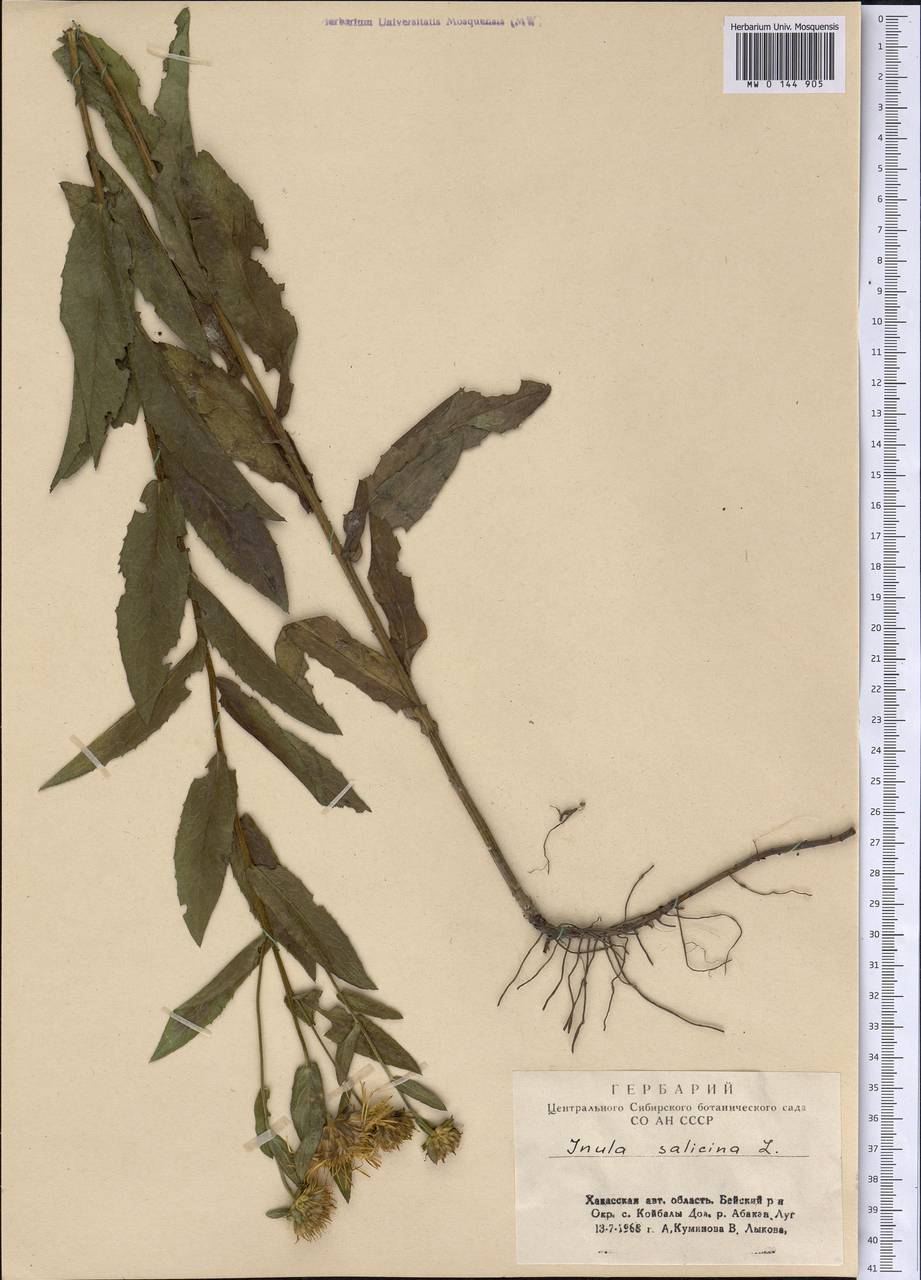 Pentanema salicinum (L.) D. Gut. Larr., Santos-Vicente, Anderb., E. Rico & M. M. Mart. Ort., Siberia, Altai & Sayany Mountains (S2) (Russia)