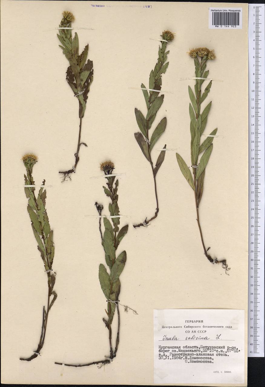 Pentanema salicinum subsp. salicinum, Siberia, Western Siberia (S1) (Russia)