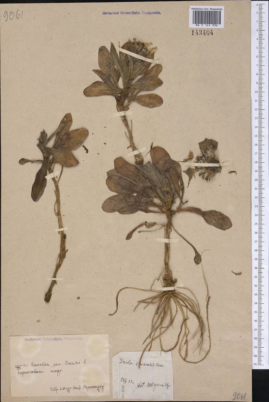 Inula japonica Thunb., Siberia, Chukotka & Kamchatka (S7) (Russia)